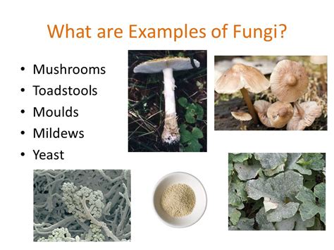 Unicellular Fungi Examples