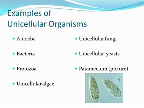 Unicellular Organisms vs. Multicellular Organisms   ppt ...