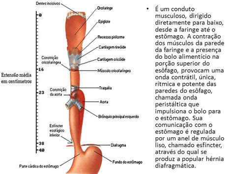 Único Anatomía Del Esófago Ornamento   Anatomía de Las ...