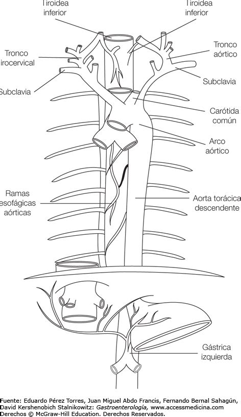 Único Anatomía Del Esófago Ornamento   Anatomía de Las ...