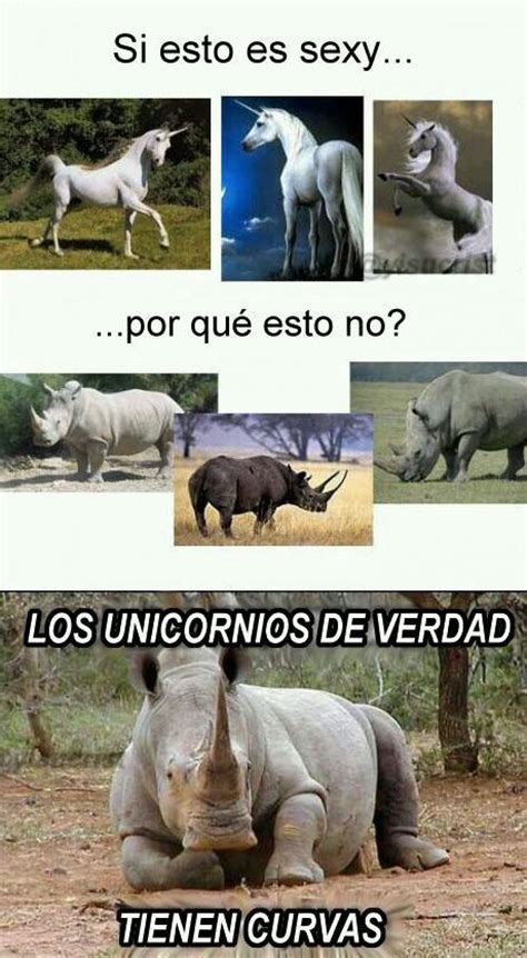 Unicornios De Verdad   Bing images