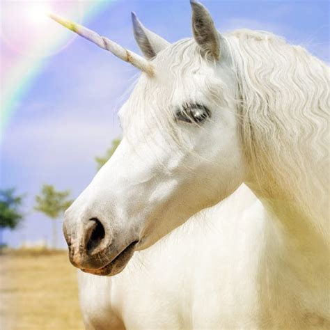 Unicorns Are Real, According to Science | Brit + Co