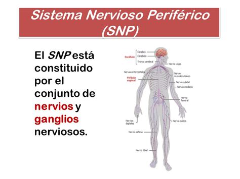 Unidad 1 El Sistema Nervioso.   ppt video online descargar