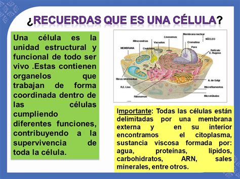 Unidad 1:Estructura celular y requerimientos nutricionales ...