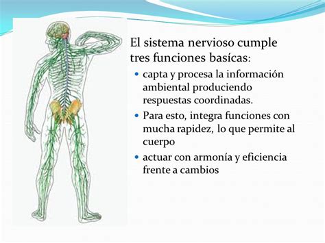 Unidad 2: Organización y función del sistema nervioso ...