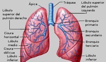 Unidos contra el cáncer de pulmón | Manuel Zumaya