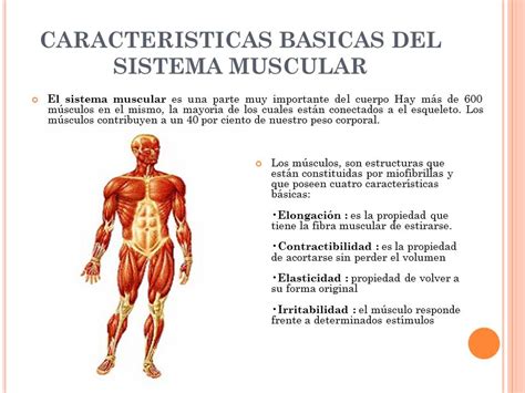 unidos por la salud : sistema muscular