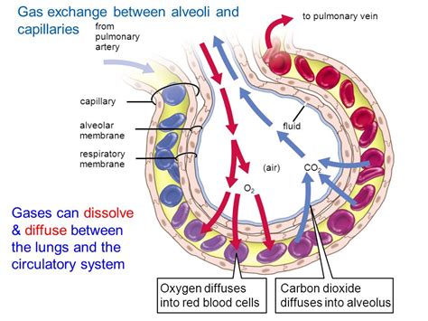 UNIFYING CONCEPTS OF ANIMAL RESPIRATION   ppt download
