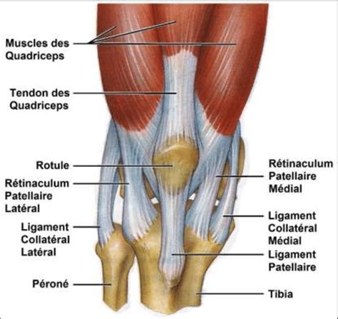 Unique Anatomy Knee Tendons Picture Collection   Human ...