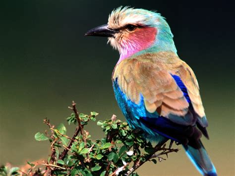 Unique Animals blogs: 8 Beautiful Birds Free Wallpapers ...