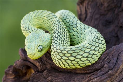 Unique Characteristics of Reptiles Explained with Pictures