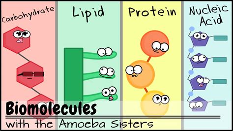 Unit 2 – Biological Molecules & Compounds | Ms. Jensen s ...