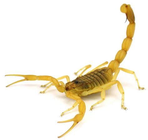 United flight delayed after scorpion reported aboard ...