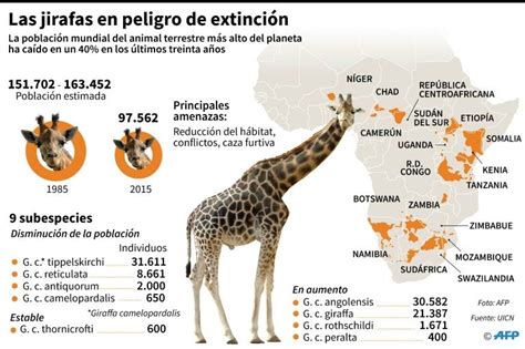 #UnOrienteVerde ¿La jirafa esta en peligro de extinción ...