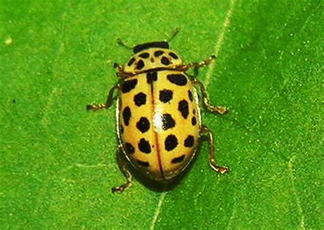 Unusual Ladybugs:Anisostica novemdecimpunctata