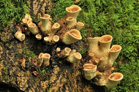 Unusual Parasitic Fungi Stock Images   Image: 36138484