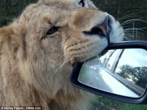 Up close and personal with a roar view mirror: Safari park ...