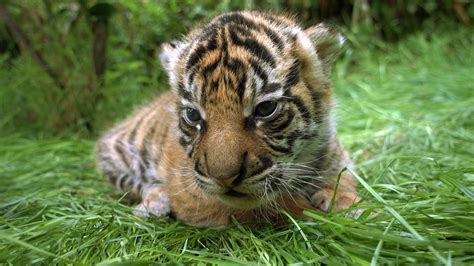 Up Close With Our New Tiger Cubs | Zoological Society of ...