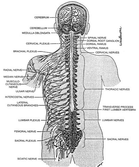 Upon emerging from the intervertebralforemen the spinal ...