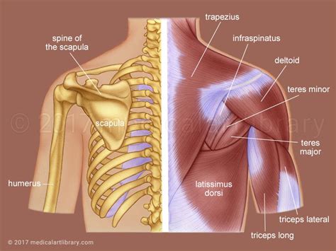 Upper Back Muscles   Medical Art Library