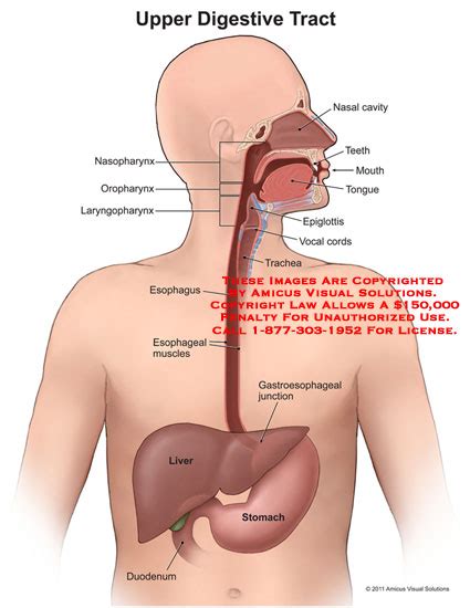 Upper Digestive Tract