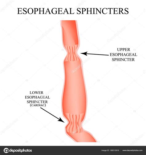 Upper sphincter of esophagus. Lower cardiac esophageal ...