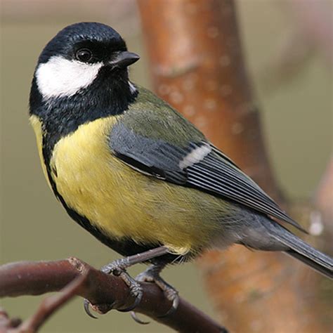 Urban Birds Change Their Tune | BirdNote