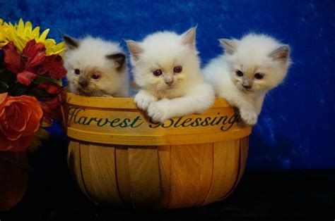 Usa Ragdolls   Ragdoll Kittens For Sale   Texas Ragdoll ...
