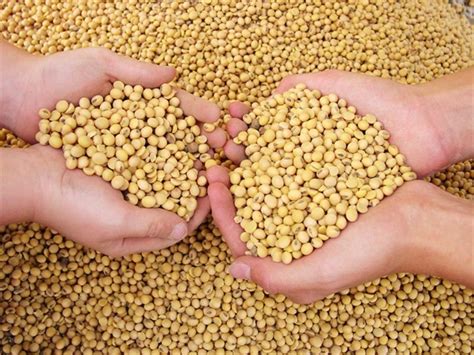 Use This Soymeal Rally to Sell Soybeans | Agweb.com
