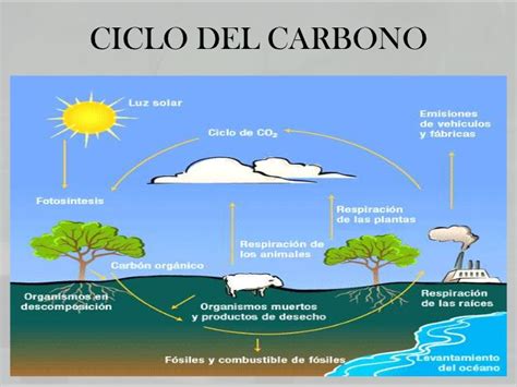 UVL GEOGRAFIA 1: Ciclo del Carbono