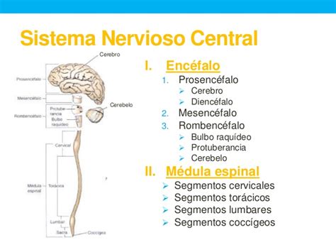 UVM Sistema Nervioso Sesión 1. Estructura Básica