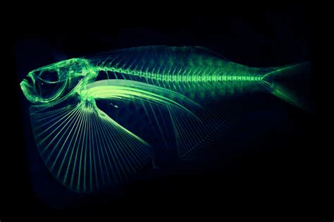 UW professor is digitizing every fish species in the world ...