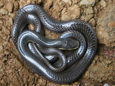 Vaga Lembrança: As 10 cobras mais venenosas do Mundo