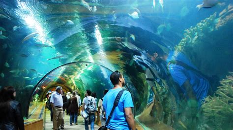 Valencia Aquarium | Spain Tourism | Pinterest | Valencia ...
