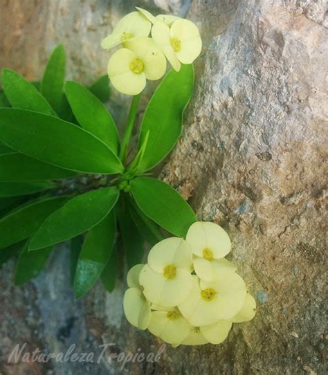 Variedad amarilla de la flor Coronita de Cristo, nombre ...