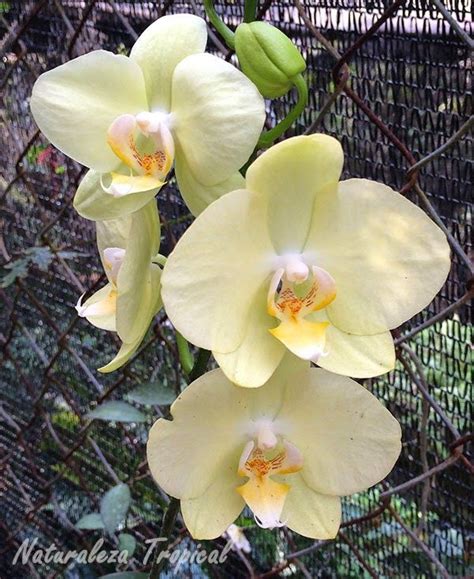 Variedad amarilla de la orquídea Mariposa, género ...