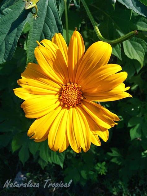 Variedad amarilla pequeña de la flor Girasol | Fotos ...