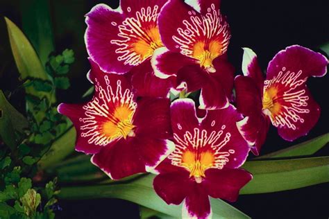 Variedad de orquídeas. La llama de color rojo y amarillo ...