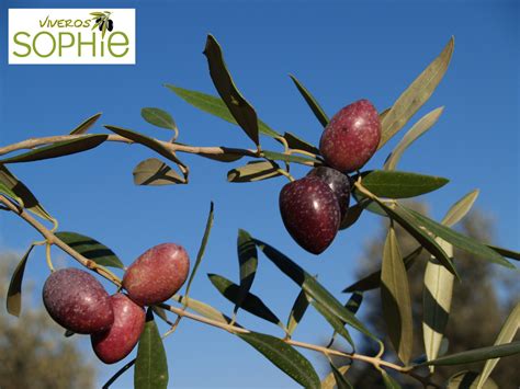 Variedad de planta de olivo AZAPA
