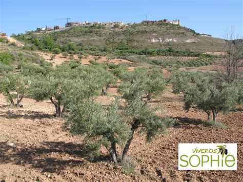 Variedad de planta de olivo CASTELLANA