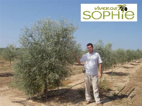 Variedad de planta de olivo HOJIBLANCA