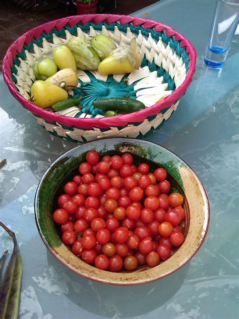Variedad de tomate y miltomate o tomate de la milpa. Este ...