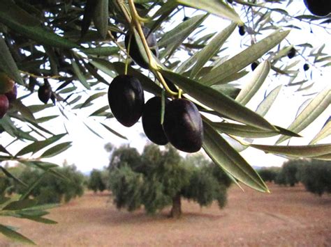 Variedades de aceitunas, subespecies de olivos cultivables ...