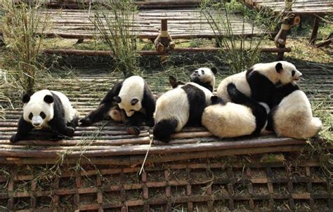 Varios osos panda descansan en el centro de cría de pandas ...
