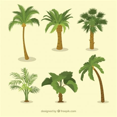 Various types of palm trees Vector | Free Download