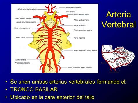 Vascularización del Sistema Nervioso Central   ppt video ...