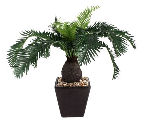 Vaso preto de plantas | Plantas Ornamentais