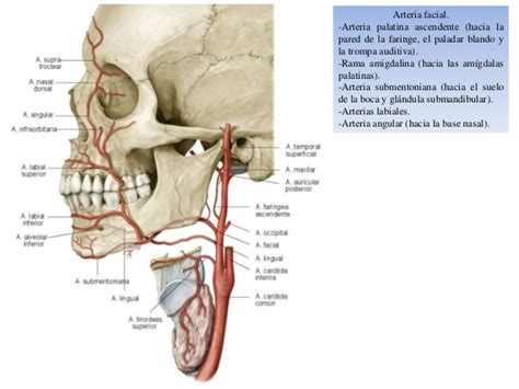 Vasos del sistema musculoesquelético de la cabeza