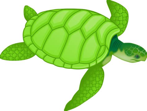 Vector gratis: Tortuga, Verde, Reptiles, Tortugas   Imagen ...