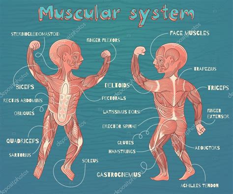 Vector ilustración de dibujos animados de sistema muscular ...